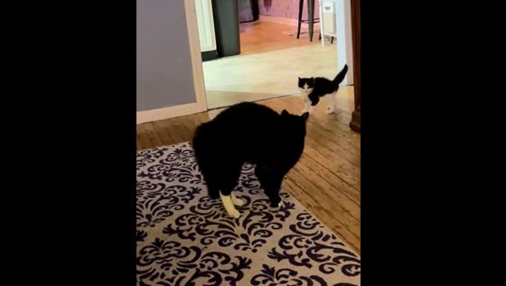 Big cat and kitten mimic each other in Massachusetts