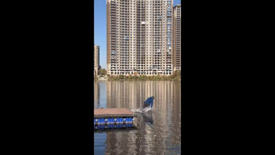 Hydrofoil board launch attempt fails in Zhejiang, China