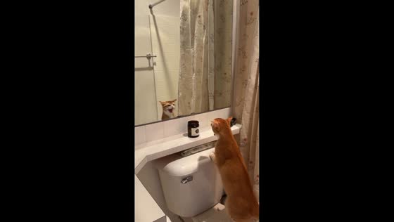 Cat reacts dramatically to mirror reflection in Seattle, Washington, USA