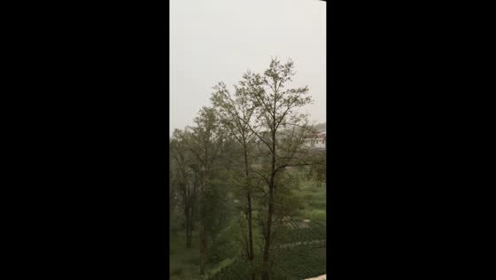 Loud lightning strike hits trees during rain in Qinghai, China