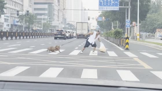 Man struggles to move stubborn dog in traffic in Liaoning, China