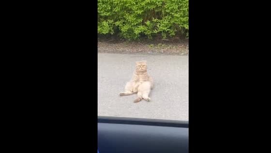 Cat named karma keeps watch on roadside