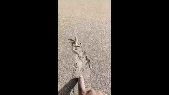 Sand lizard suddenly dashes from beneath desert sand in Xinjiang, China