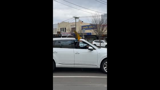 Bird flies into car after driver blows whistle in Melbourne