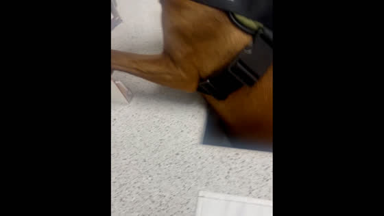 Dog’s attempt to jump on counter for treats ends in fall
