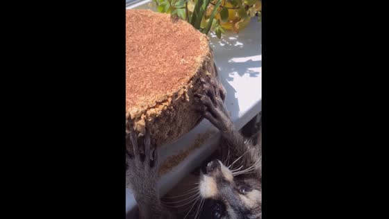 Birthday cake ambush: raccoon Patrick's sweet greed unleashed!