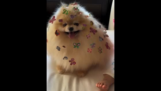 Pomeranian enjoys playful grooming with stickers in Bocksdorf, Austria