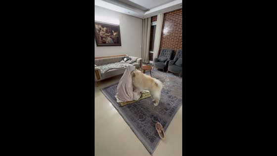 Energetic dog plays with owner during prayer in Isfahan, Iran