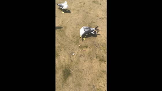 Black-tailed gulls squabble over food after one bird snatches another’s snack in Henan, China