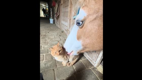 Horse licks cat in Fujian, China video