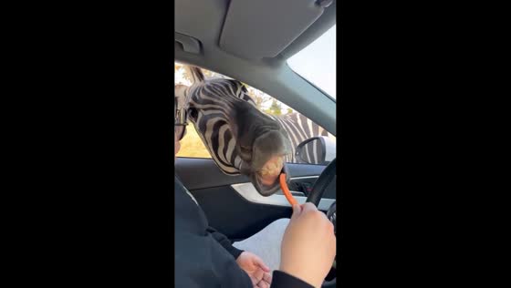 Zebras stick heads into car for food in Jiangsu, China