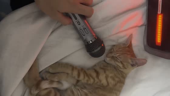 Pet cat enjoys sleeping beside microphone in Guangdong, China