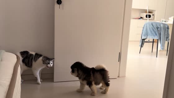 Puppy backs off after first meeting with cat in Shandong, China
