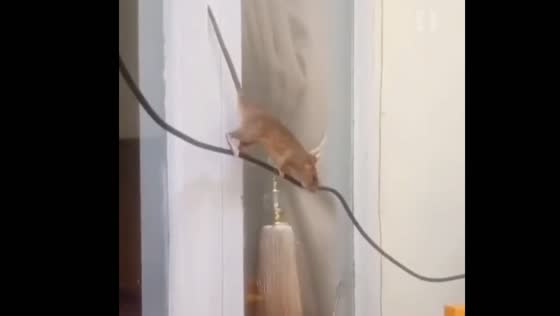The girl accidentally closed the mice in the door and was very scared!