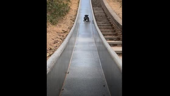 Dog struggles to stand on slide in Jiangxi Province, China