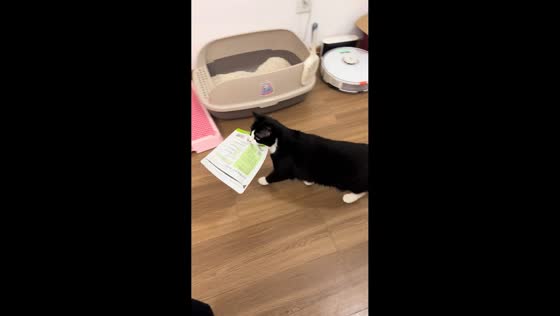 Cat struggles while carrying “message” in mouth in Jiangsu, China