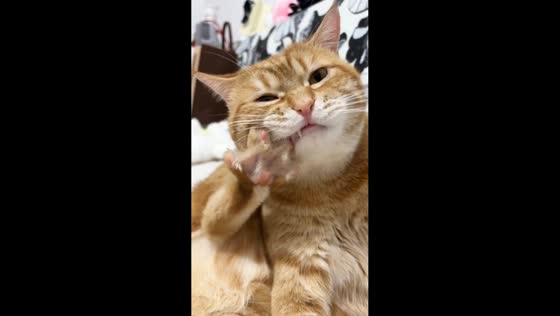 Cat caught chewing its back paw in Hebei, China