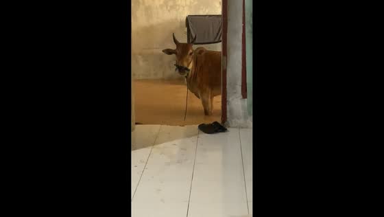 Lost cow seeks shelter at doorstep during flooding in Padang, Indonesia