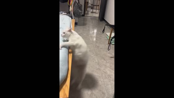 Cat slips and dives under bed after failed jump in Zhejiang, China