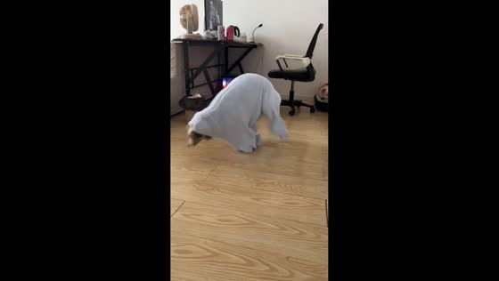 Playful dog stumbles in hoodie overall in Jilin, China