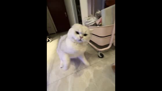 Playful cat taps owner after scolding in Beijing, China