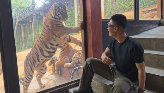 Man startled as tiger approaches glass at zoo in Yunnan, China