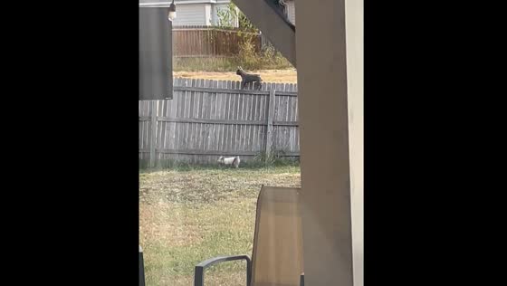Dog climbs fence to look out in San Antonio, Texas
