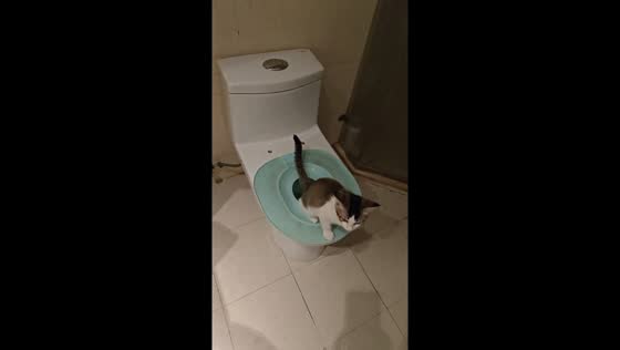 Two cats take turns using the toilet in Guangdong, China