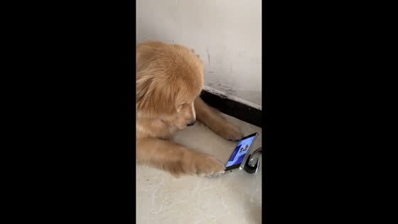 Golden retriever calmly watches cartoon on phone in Jiangxi, China