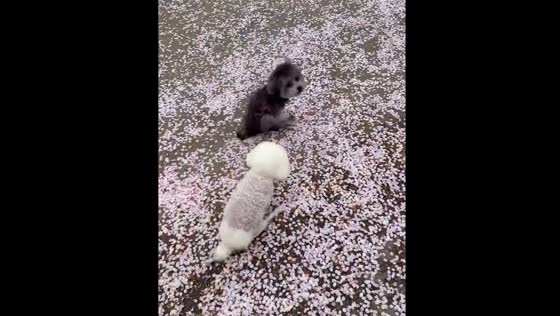 Dogs drag butt through flower-filled ground after pooping