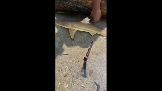Juvenile blacktip reef shark rescued and returned to sea in San Luis, Aurora, Philippines