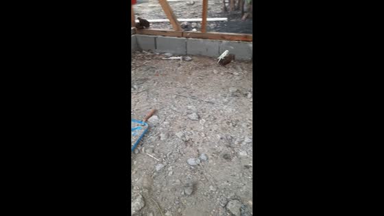  Bird rides chicken playfully in Salcedo, Dominican Republic
