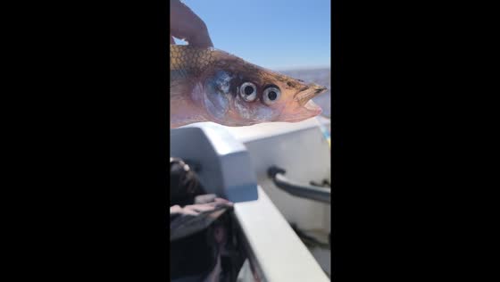 Fisherman catches double-eyed fish in La Plata, Argentina