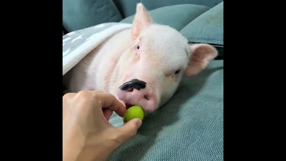 Micro pig Hanna indifferently wakes up for Muscat snack in Tokyo