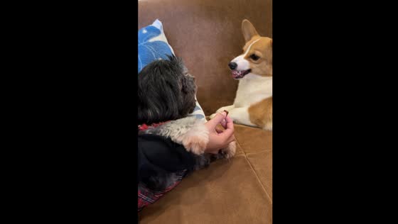 Doggos' treat tussle: hilarious standoff over a single snack!
