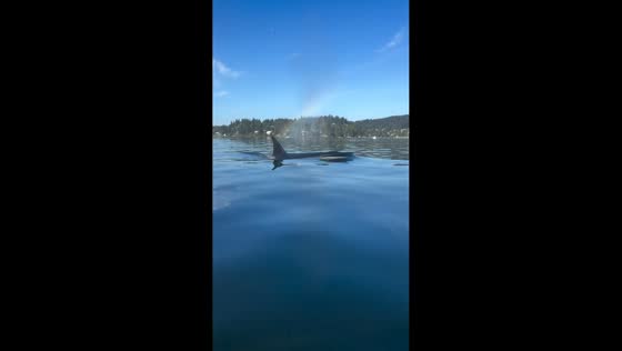 Kayaker has close encounter with orca in Deep Cove, Vancouver, Canada