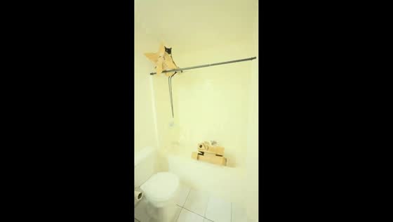 Cats staged in hilarious “military vehicle” setup inside bathroom in Junction, Texas, USA