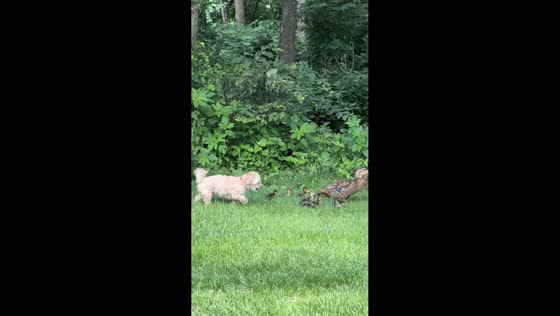 Dog gently follows duck family in Nicollet, Minnesota, USA