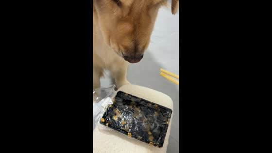 Hungry golden retriever eagerly snatches salmon sashimi from chopsticks in Fujian, China