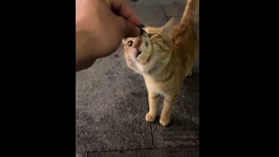 Cat growls after getting shrimp in Guangdong
