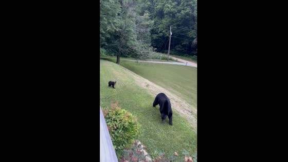 Mother bear and cubs roam near Townsend cabin