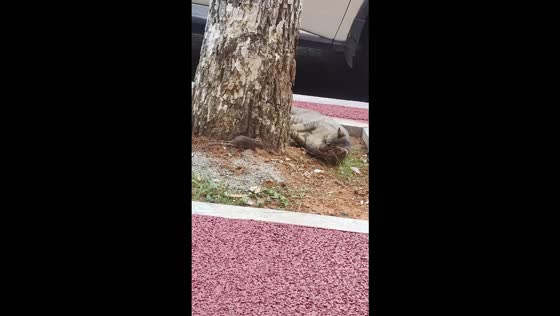 Cat chases mouse in playful hide-and-seek encounter in Jiangxi, China