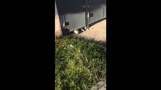 Angry dog barks through gate in Temirlanovka, Kazakhstan