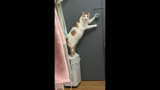 Cat balances on dehumidifier while holding door handle in Guangzhou, China