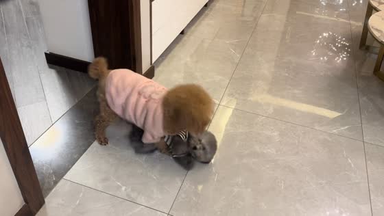 Dog pins down another during play in Jiangsu, China