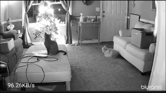 Cat knocks over Christmas tree in Carrollton, Georgia, USA