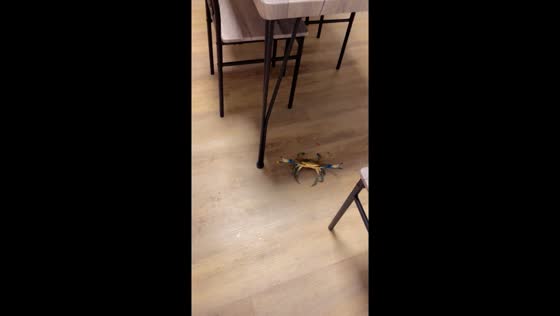 Live crab escapes chef's clutches, sends cook into frenzy