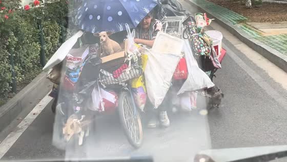 Elderly woman and her dogs pull cart together on road in Hubei, China