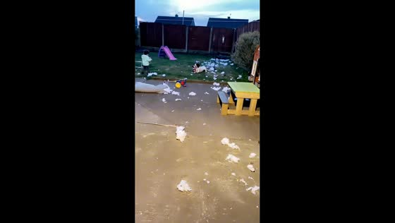 Dog's shredded bed leaves family stunned in Kilkenny, Ireland