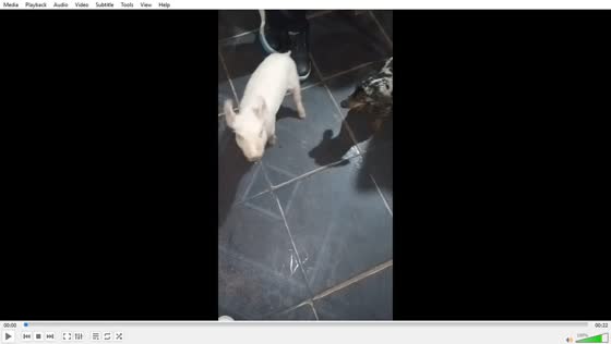 Pig and dog scuffle playfully in Buenos Aires, Argentina